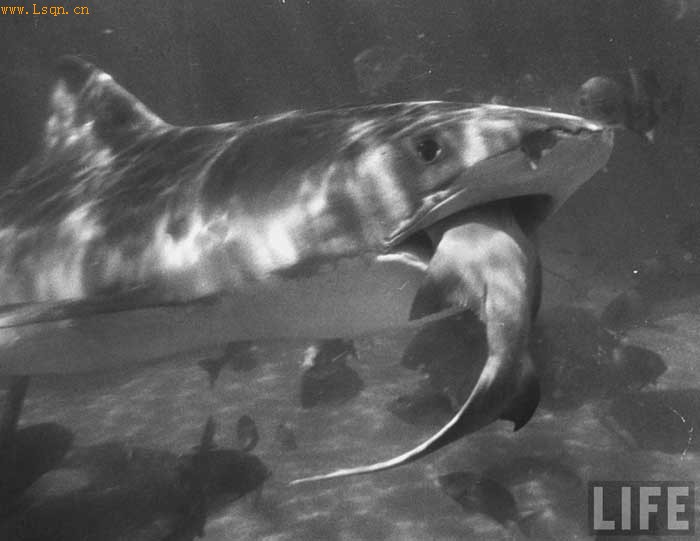 �����������ɱ˲����