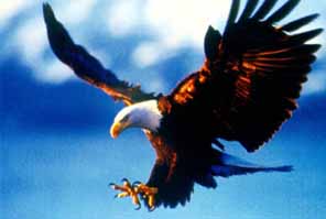 eagle