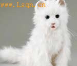 8�������˰�������