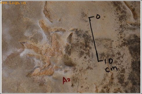 陕西神木县再次发现大量恐龙三趾脚印(图)