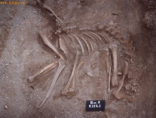 西伯利亚发现7000年前小狗墓穴 鉴定为哈士奇
