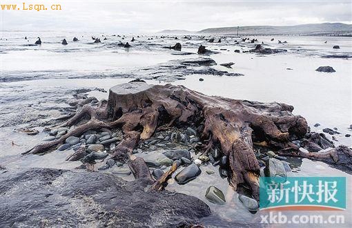 英国风暴吹出5000年前森林蕴含丰富考古价值(图)