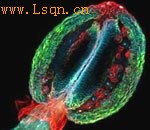 ΢��������Ӱ����