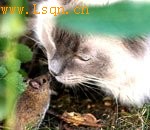 ��ʵ�桶è������