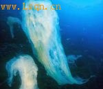 ���к��������Һ��