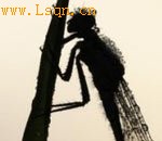 ӢҰ��������Ӱ��