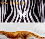 ����ţ������ʻ�