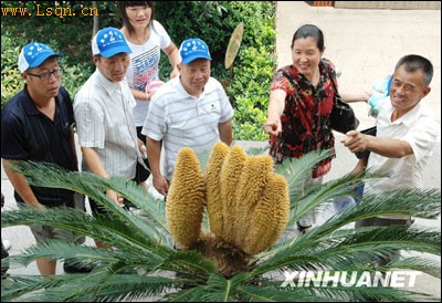 ���ݺ�ɽ��һ���������������̥�𻨡���ͼ��