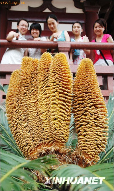 ���ݺ�ɽ��һ���������������̥�𻨡���ͼ��